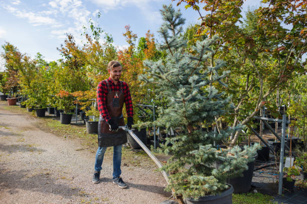 How Our Tree Care Process Works  in  Harahan, LA