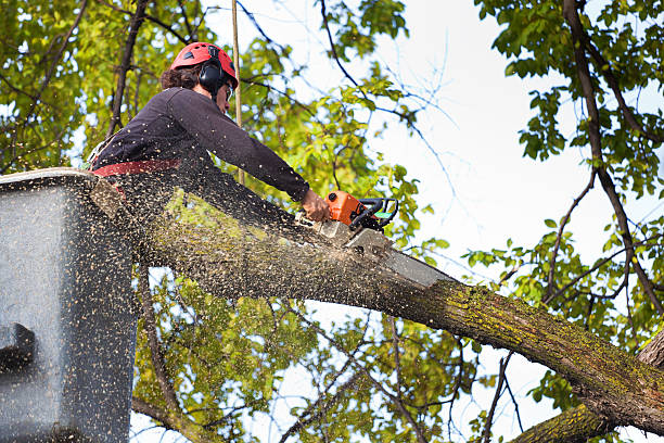 Best Tree Trimming and Pruning  in Harahan, LA